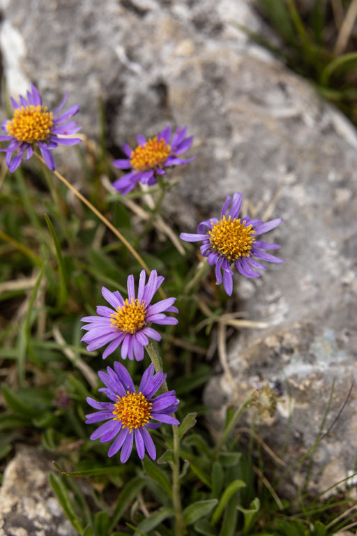 Leuchtend violette Alpenblumen blühen zwischen Felsen am Weg zur Bad Kissinger Hütte. Rund um das Wellnesshotel DER ENGEL im Tannheimer Tal erwarten Wandernde eine vielfältige alpine Flora und beeindruckende Natur.