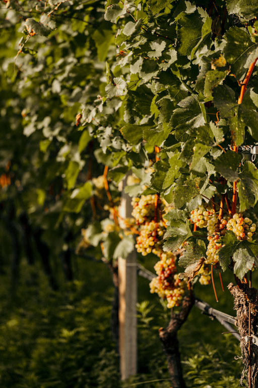 ANSITZ ROMANI - characterful hideaway • Tramin on the South Tyrolean Wine Road - Italy • Member of Mountain Hideaways ©Marika Unterladstätter