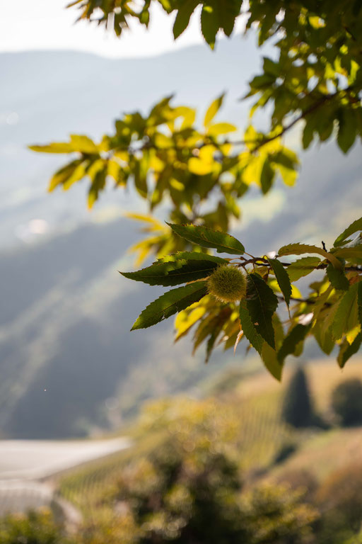 ON THE CHESTNUT TRAIL FROM FELDTHURNS TO KLAUSEN, Eisack Valley - South Tyrol ©Lena Sulzenbacher