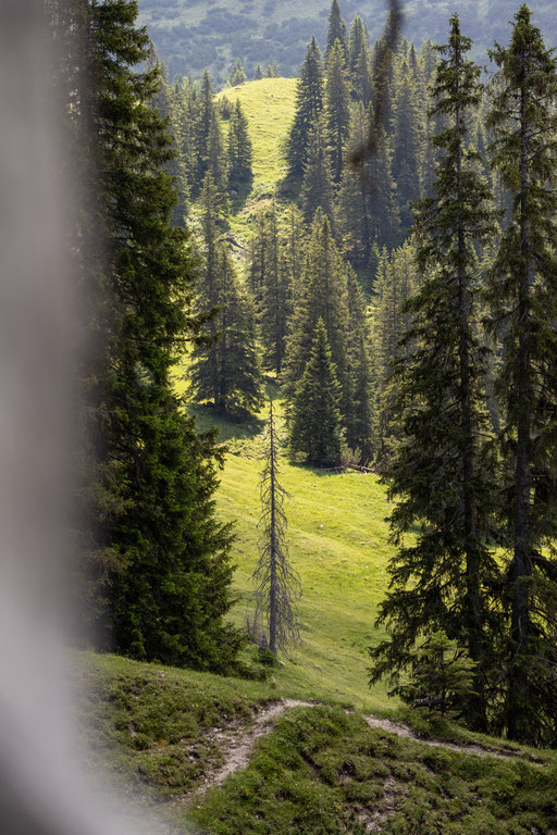 Blick auf sonnige Almwiesen und dichte Bergwälder entlang der Wanderroute zur Bad Kissinger Hütte im Tannheimer Tal. DER ENGEL ist der ideale Ausgangspunkt für abwechslungsreiche Wanderungen in den Tiroler Alpen.