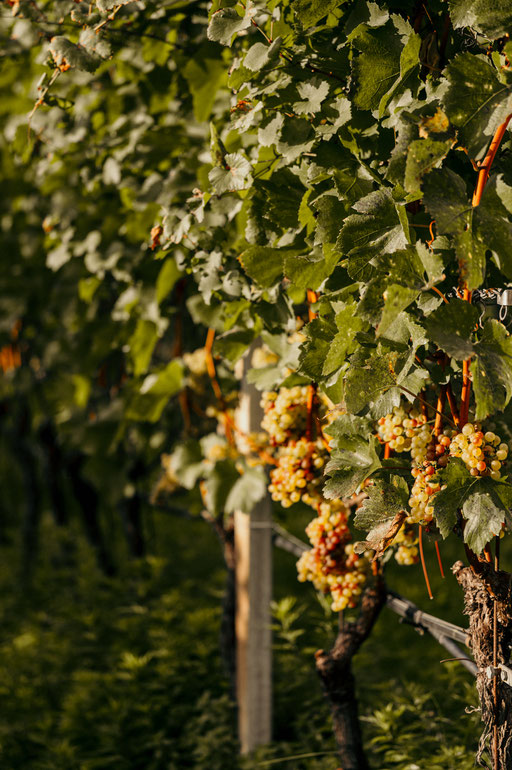 GEWÜRZTRAMINERWEG - Wandertipp: Weinwandern in Tramin an der Weinstrasse - Südtirol ©Marika Unterladstätter