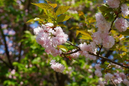 兼六園菊桜