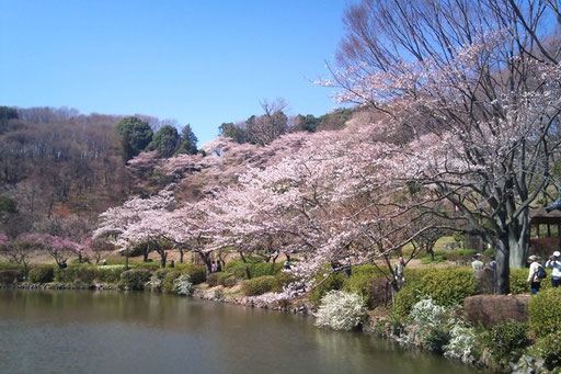 町田　薬師池公園