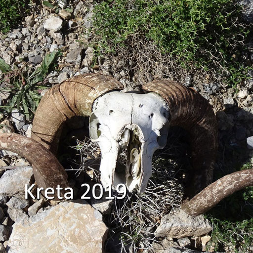 Kreta
