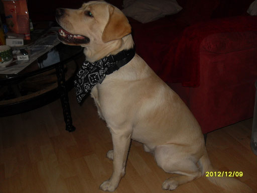Sonny (Arkan)