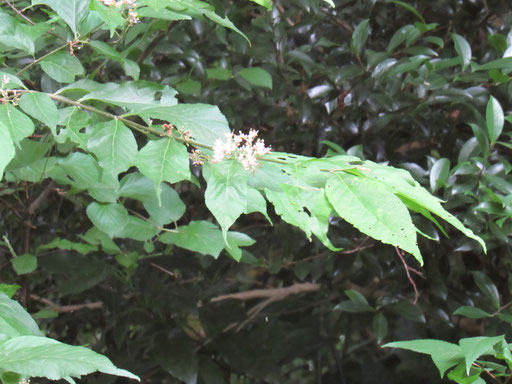 ムラサキシキブ