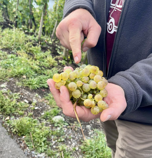 Markus hat jede Menge zu erzählen zu den Mosel-Weinen und -Trauben