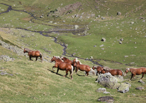 Ourrec - Vallée d'Argelès