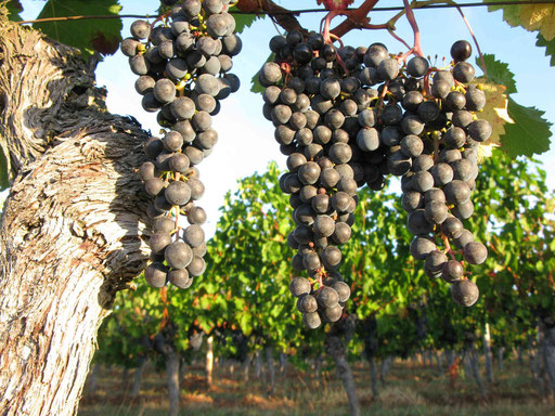 cabernet franc de Pécharmant