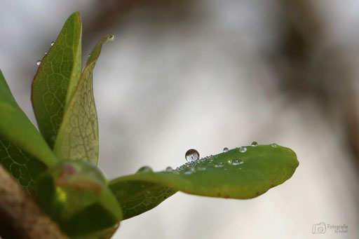 eiskugel auf Blatt