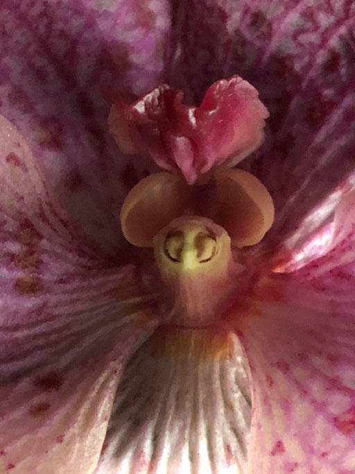 Orchideengeist VII