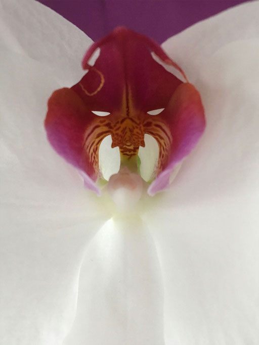 Orchideengeist III