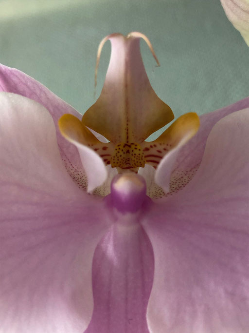 Orchideengeist IV