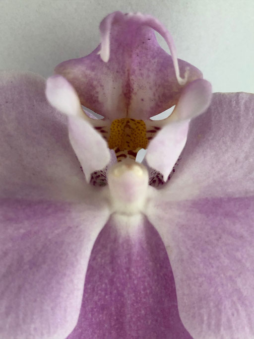 Orchideengeist II