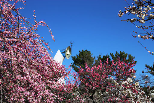 万博記念公園梅まつり