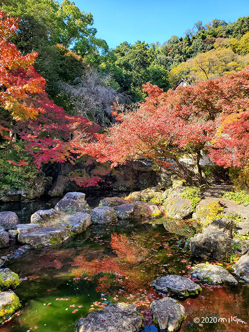 池にうつるモミジ