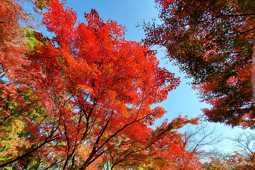 山の紅葉