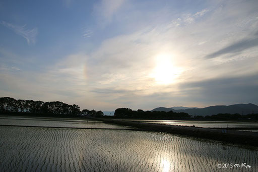 水田に虹