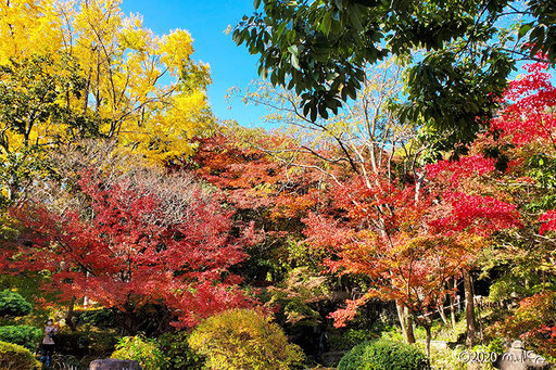 赤に黄色に美しい庭園（アサヒビール大山崎山荘美術館）