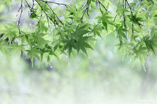 雨のもみじ