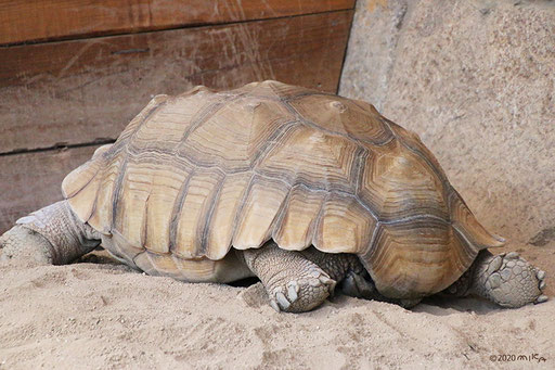 インドホシガメのおしりと後あし（神戸市立王子動物園）