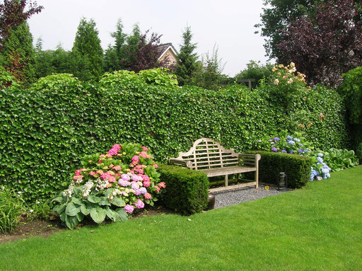 Schnellwachsende Hecke - Efeuhecke Deutschland - Utting ... Schnellwachsende Hecke - Efeuhecke Deutschland - Utting ...