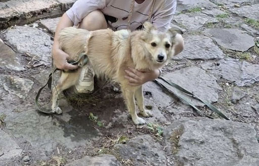 Darsi