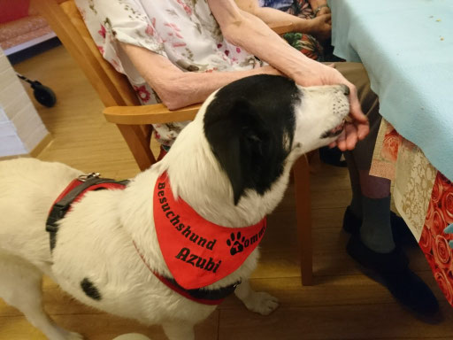 Er arbeitet erfolgreich und gerne als Assistenzhund