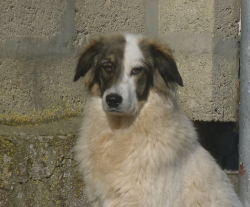 Toffi