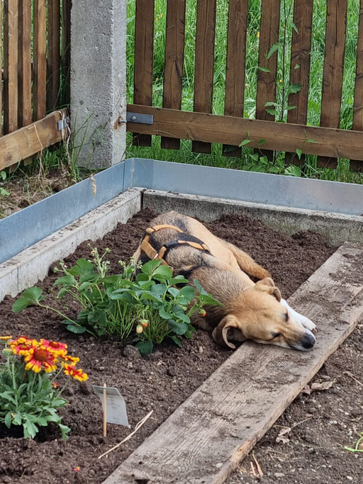 Luna: Gartenarbeit ist echt anstrengend!