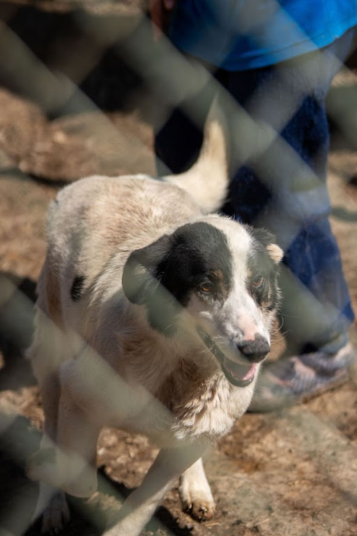 Banditko noch im Tierheim