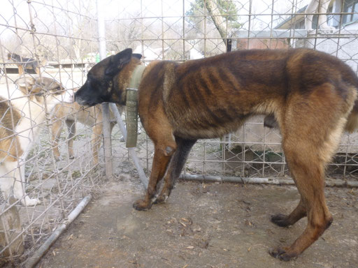 im Tierheim in Dobrich