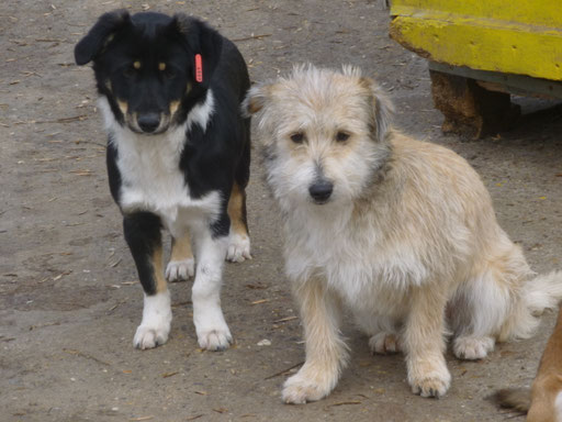 Pauli und Paco