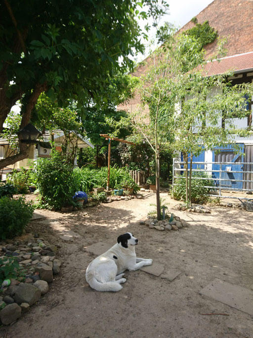 Banditko in seinem Zuhause