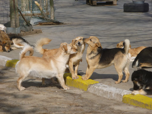 Annely (links), Chico (Mitte) und Trendo