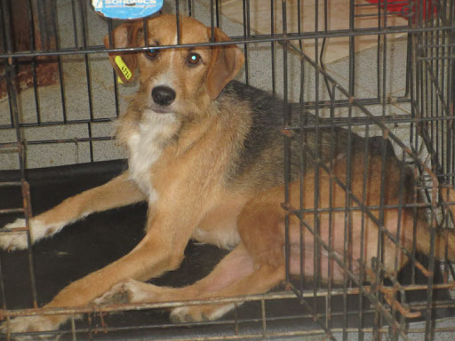 ein erstes Bild von Betina, als sie ins Tierheim kam