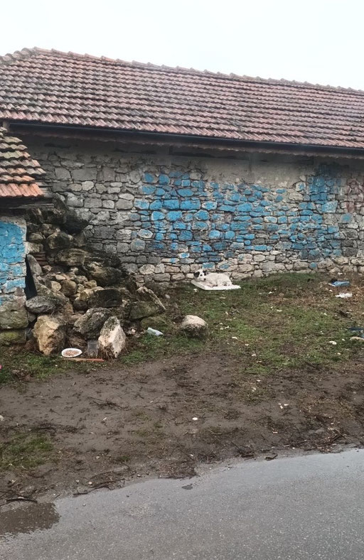 Kari wurde im Jahr 2024, während einer Kastrationsaktion in einem Dorf bei Varna, verletzt gefunden und kam ins Tierheim.