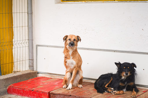 Notfellchen Tria und Anton im Dezember 2025