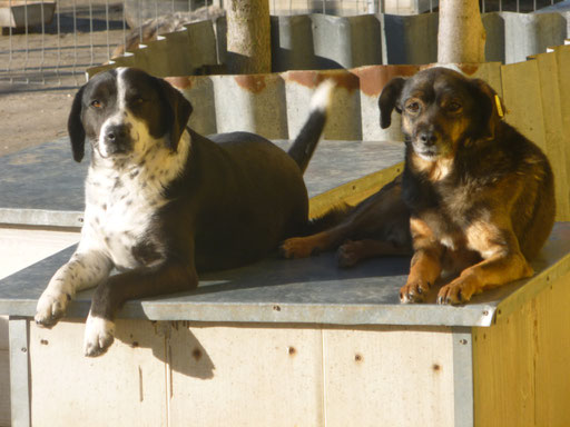 in der Januarsonne 2025: Hündin Ria und Billi