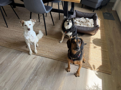 Liebe Grüße von Sisi, Maja und Telma.