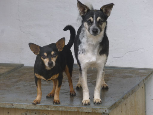 im Dezember 2024: Anica und Domino