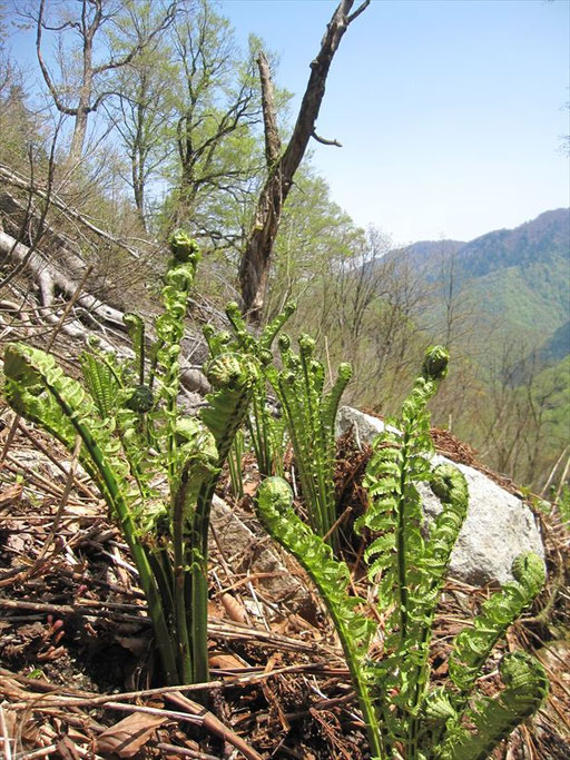 山の民が心待ちにする山菜も（山菜の一番手コゴミ）