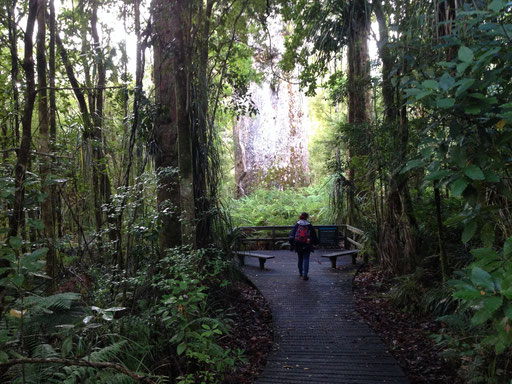 Te Matua Nghahere