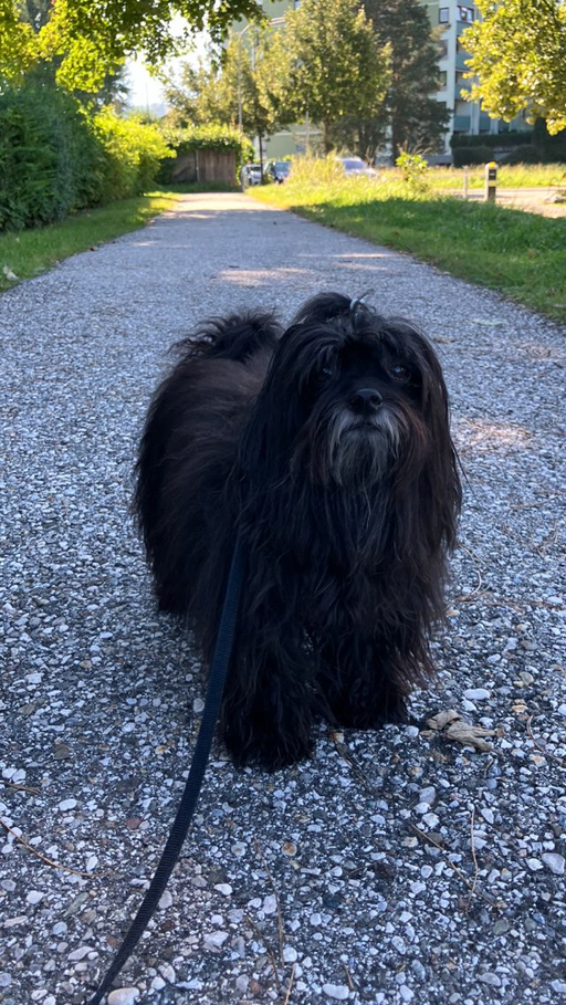 ... Prinzessin Fayina vom Donautal wartet auf den Osterhasen ... 8,5J