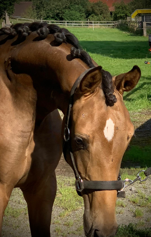 Florencia von Florencio, buckskin ZfdP Stute