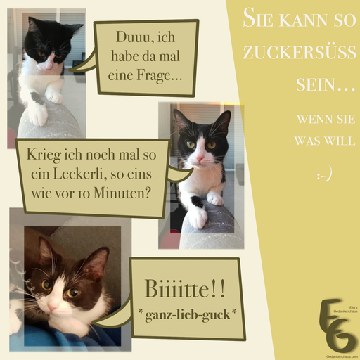 Susse Katzen Bilder 2 Katzen Wie Wir