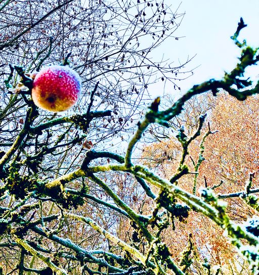 the red apple