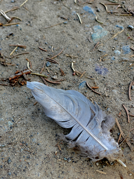 blue feather 