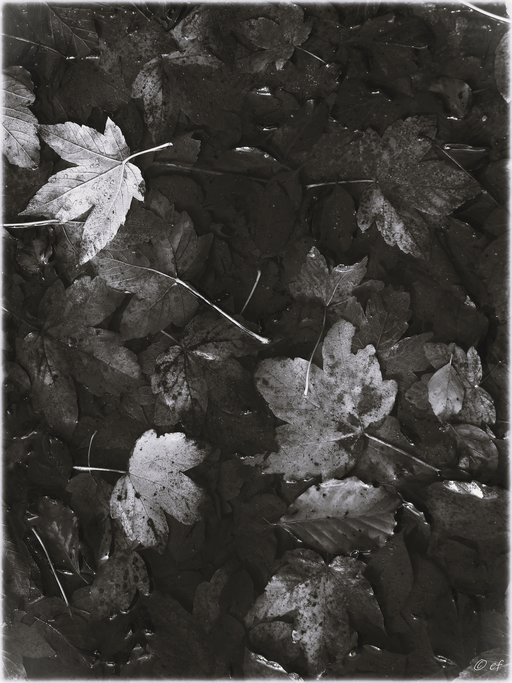 Herbstbad- Ein Blättermix in einer Pfütze - SW 