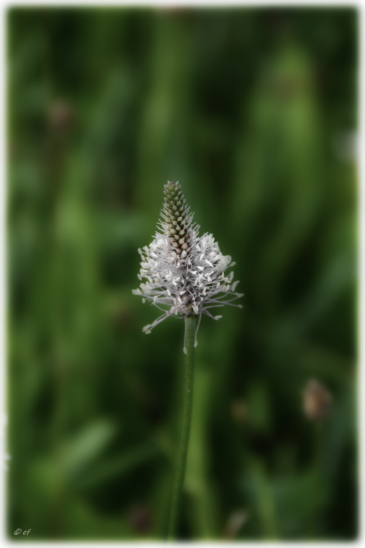 Die Blüte des Spitzwegerichs